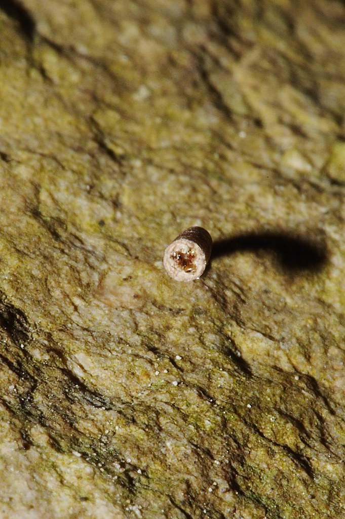 Leptoceridae Caddis fly or Case moth larvae case on rock i… Flickr