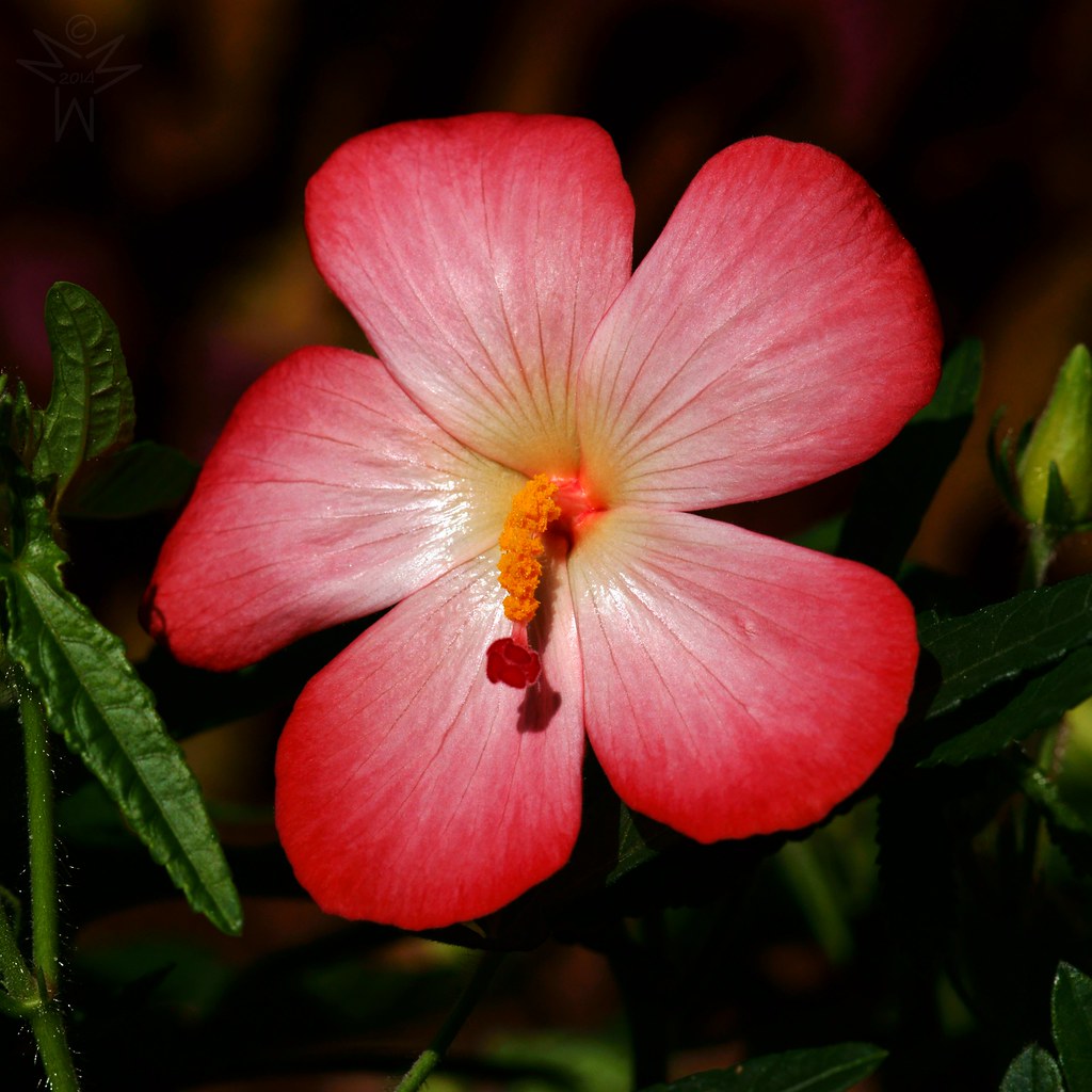 Okra Abelmoschus, Pink Heirloom seeds Shutter_Hand Flickr
