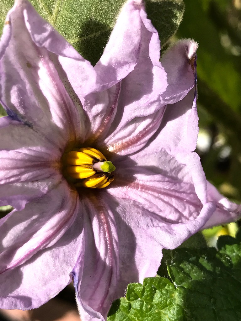 Black Beauty Eggplant Flower IMG_3530 Version 2 Chic Bee Flickr