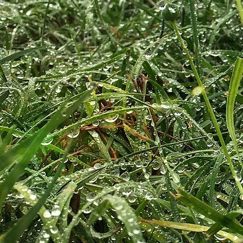 Nothing can beat the smell of dew and flowers and the odor… Flickr