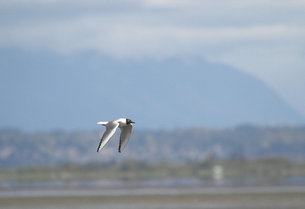 Tsawwassen Centennial Park / Boundary Bay Flickr