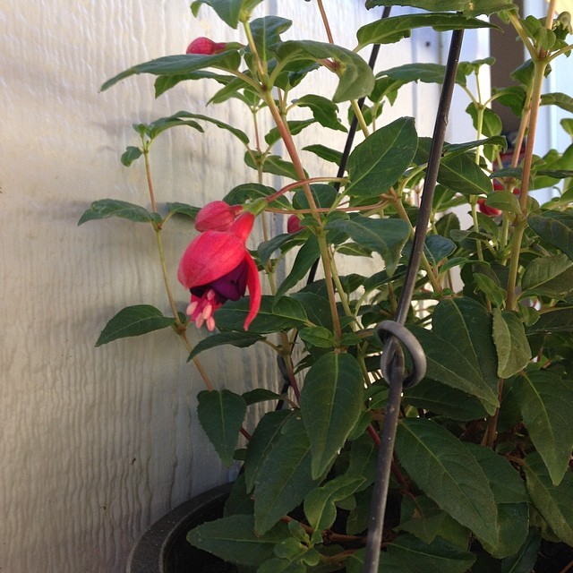 My fuchsia is blooming after nearly dying this Winter!!! … Flickr