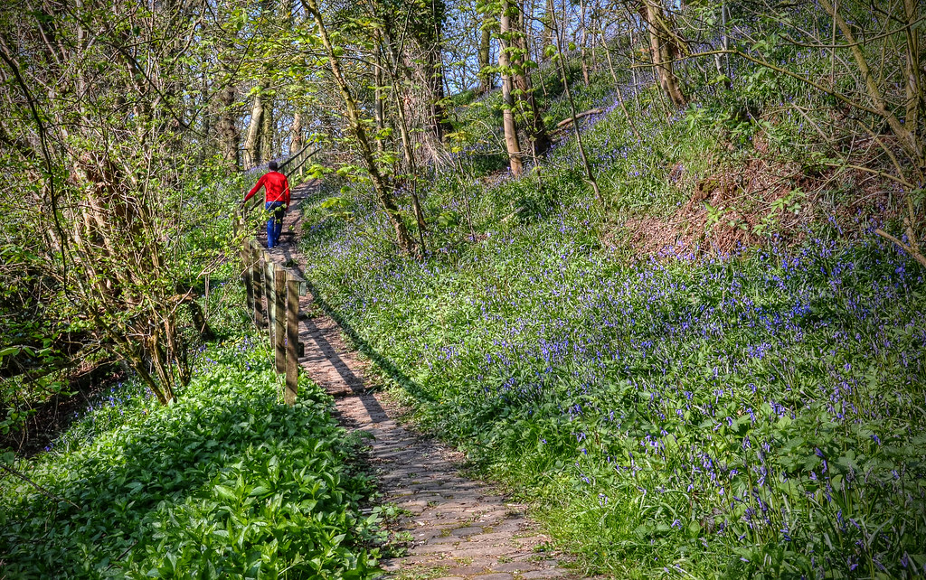 A Woodland walk. Withnell Fold, Near Chorley, Lancashire. Yvette
