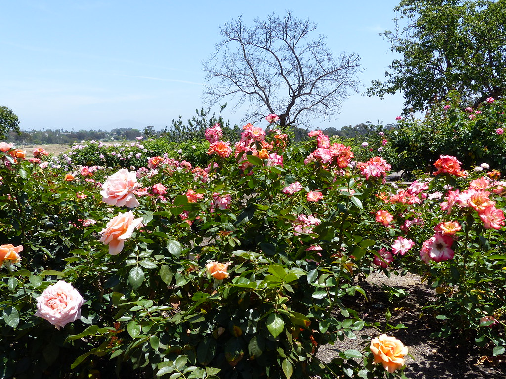 P1060145 Balboa Park Rose Garden geoff dude Flickr