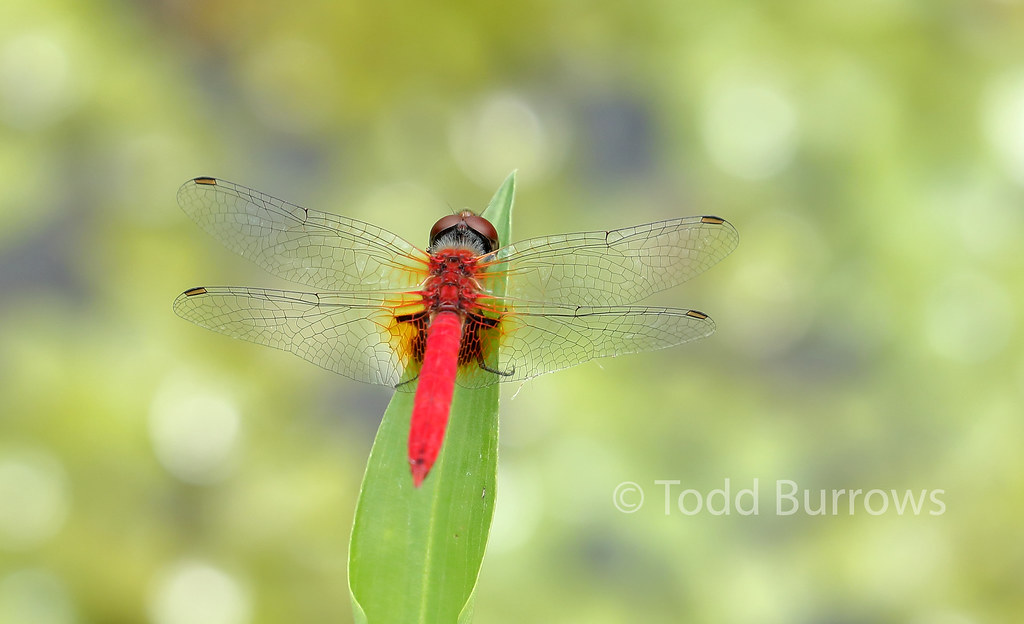 Aethriamanta nymphaeae (Lspot Basker) male Coombabah Lake… Flickr