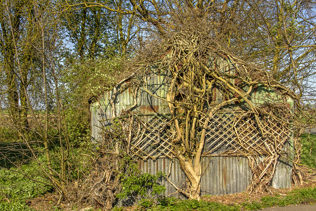 TreeShed I pass this most days, and even from the road it… Flickr