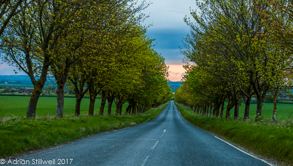 Hendon Avenue of Trees Stilly247 Flickr