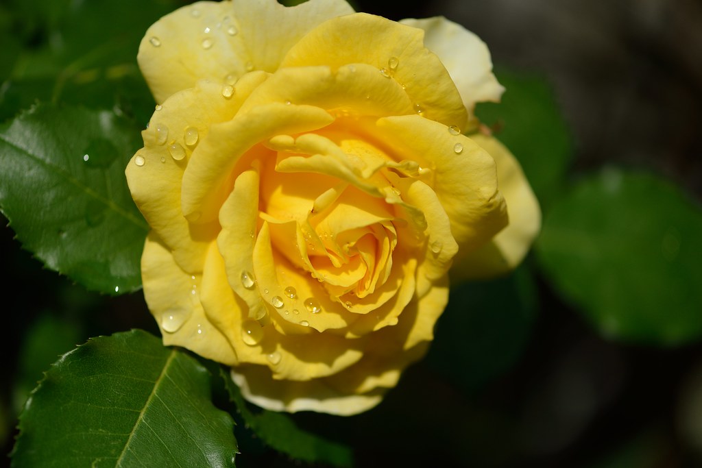Rose 'Gold Bunny CL' ツル ゴールドバニー in my garden myumyu