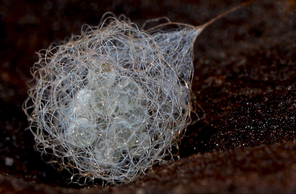 It's a tangled web Pirate Spider egg found under a large p… Flickr