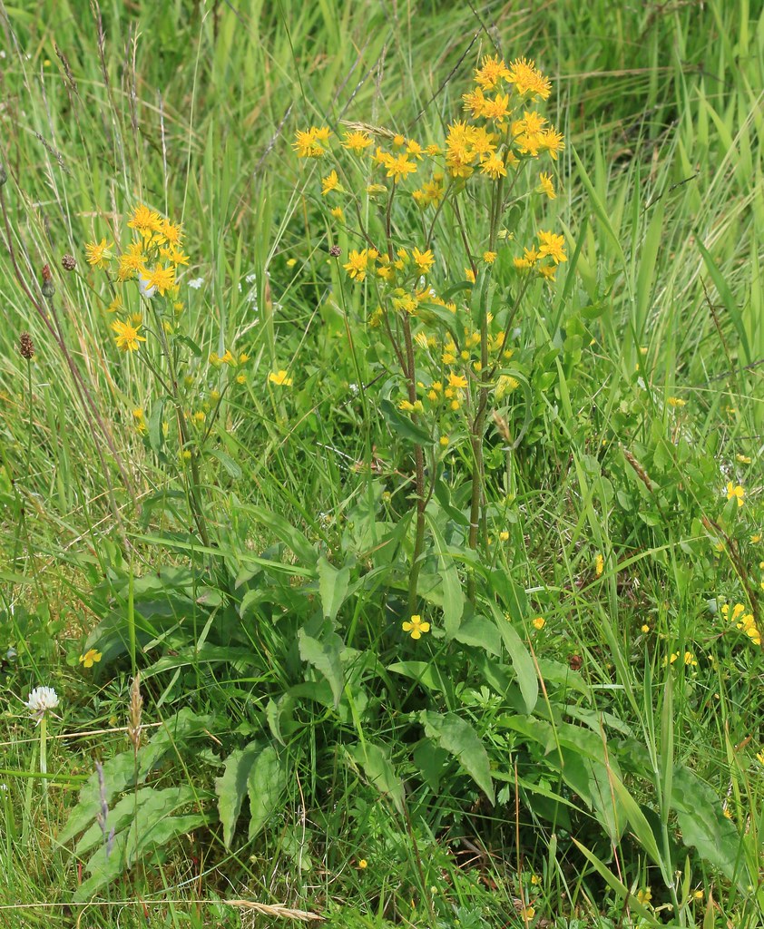 Solidago virgaurea (Goldenrod) Ben Lawers nature reserve, … Flickr