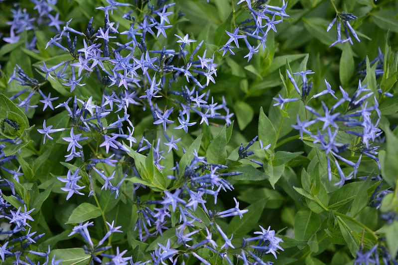 Bluestar A Native Perennial with Spring Flowers and Fall Color