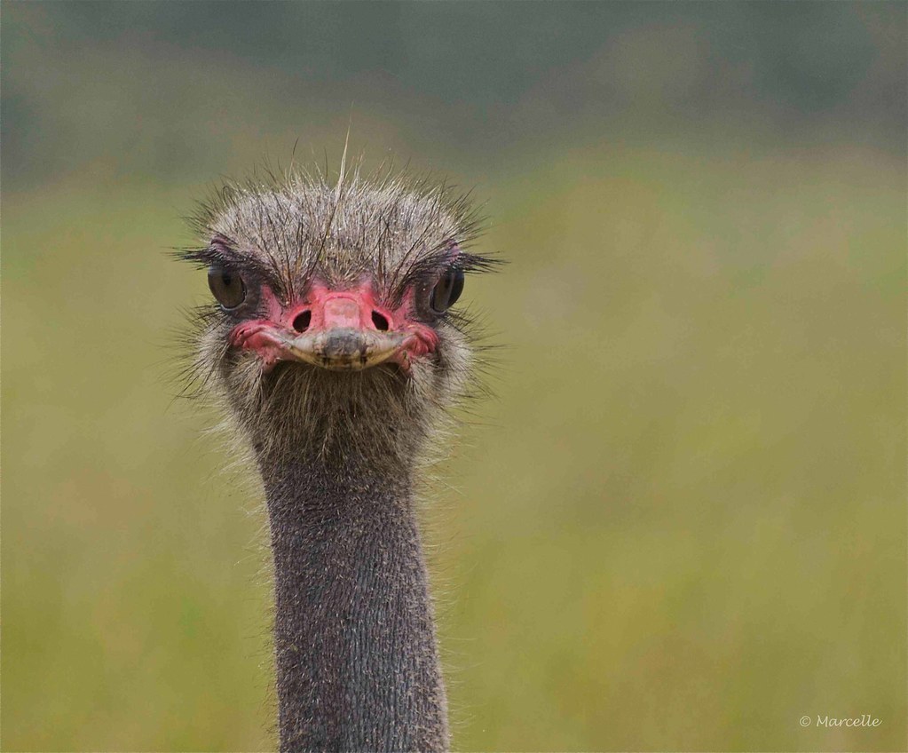 African Ostrich Standing tall on long, bare legs, a humped… Flickr