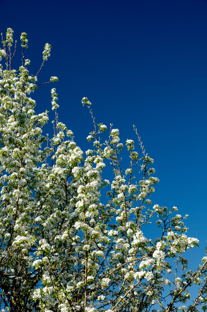 Poirier en fleurs Poirier en fleurs Frédéric BISSON Flickr