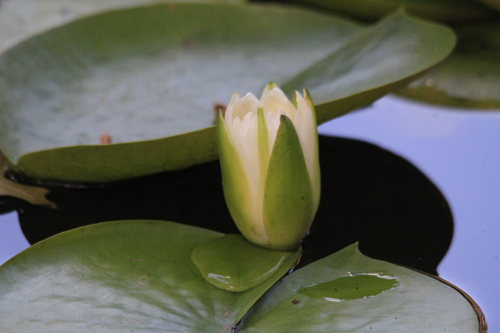 Lotus Mayfield Park, Austin, Travis County, Texas, USA; Au… Flickr