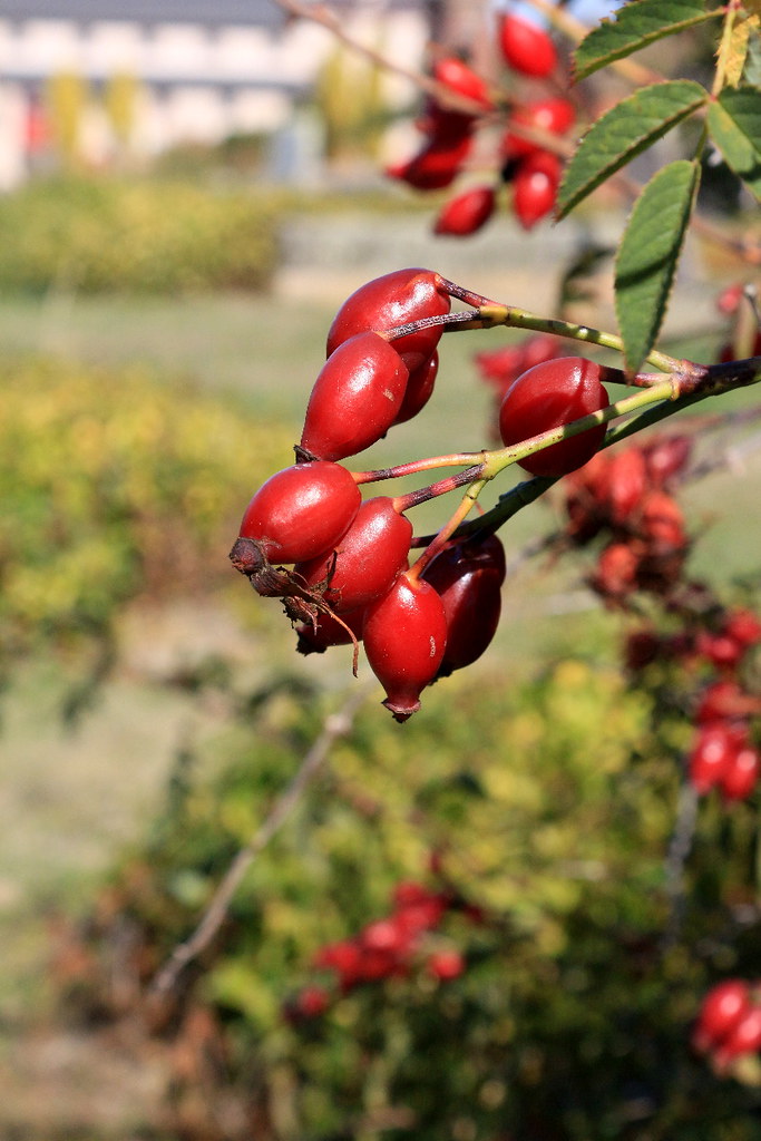 St Lukes, Campbell Town rosehips Lesley A Butler Flickr