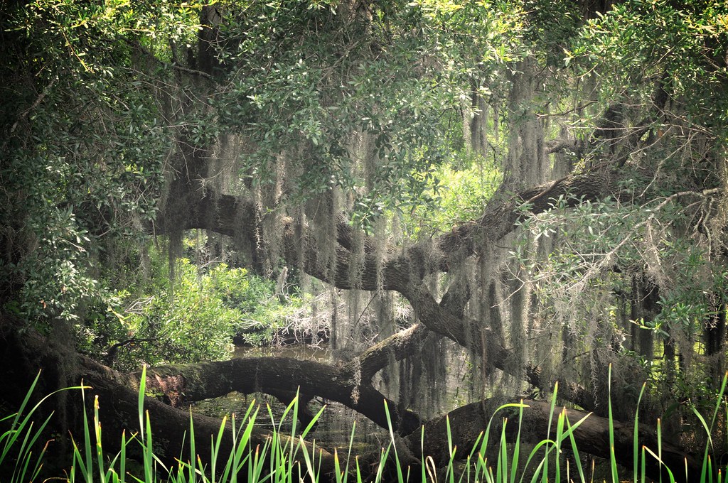 Harris Neck National Wildlife Refuge Townsend, a photo on