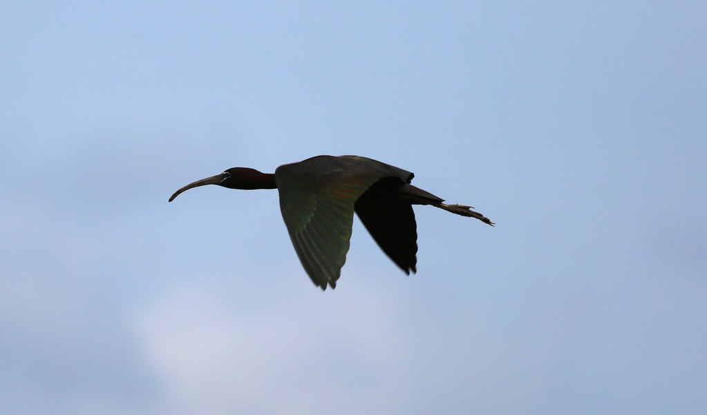 Glossy Ibis Altamaha WMA, Darien, GA Shannon Fair Flickr