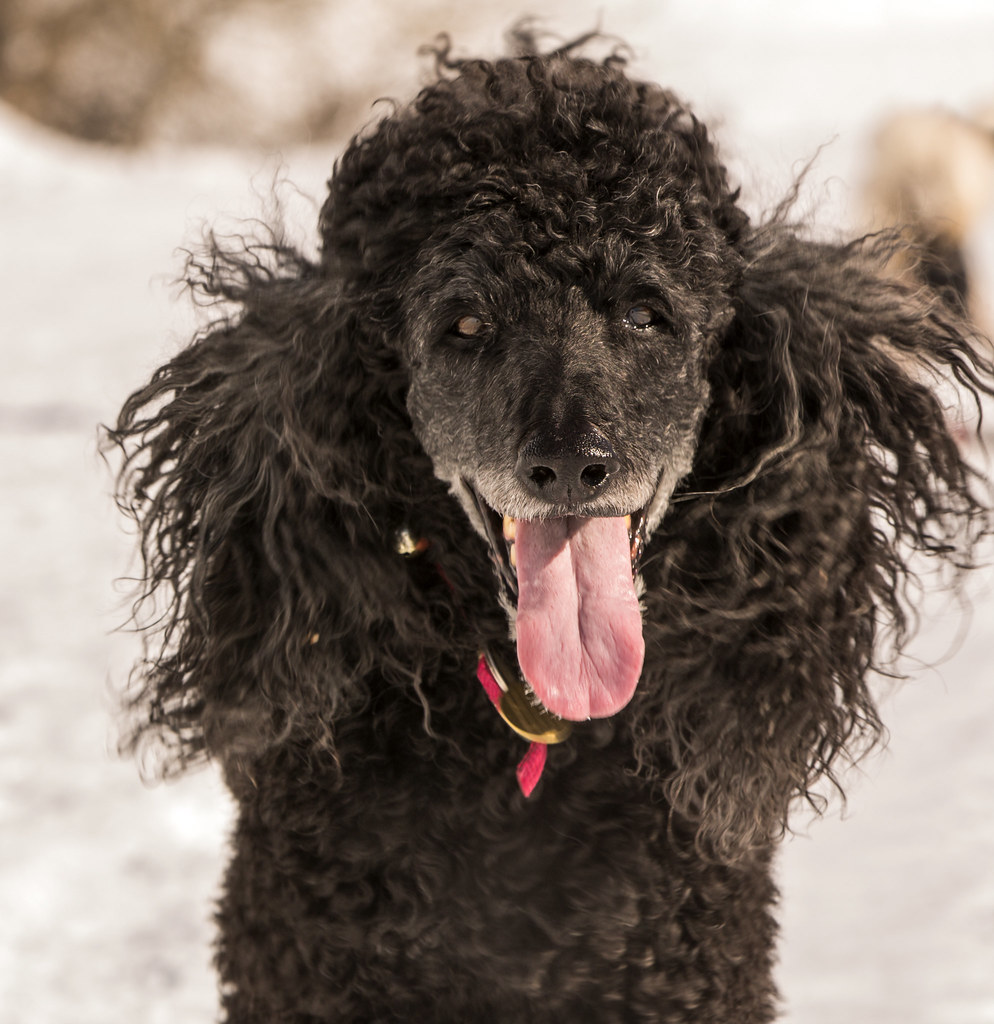 _MG_8387 Poodle Porn My Standard Poodles Scott Jordan Flickr