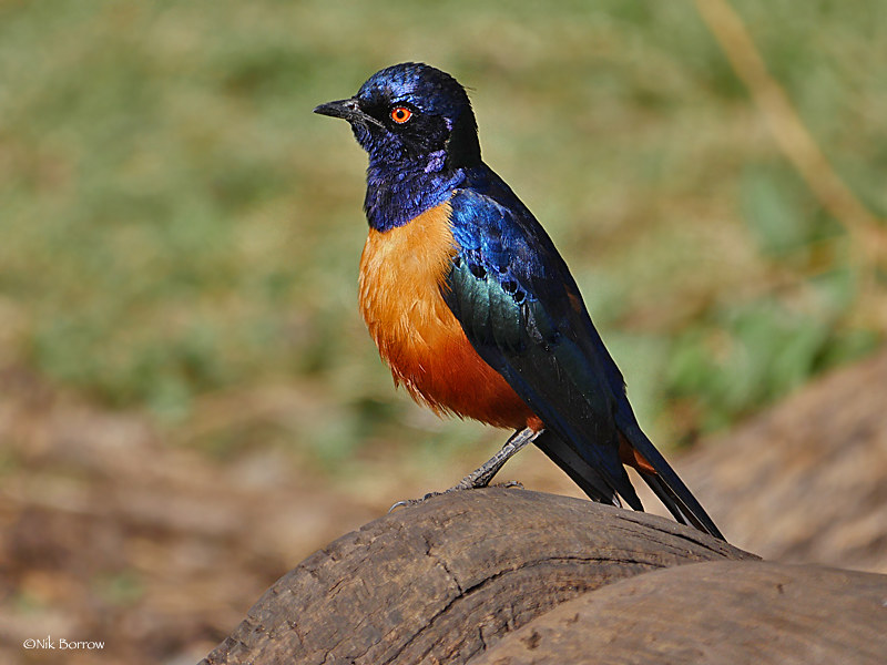 Hildebrandt's Starling / Lamprotornis hildebrandti photo call and song