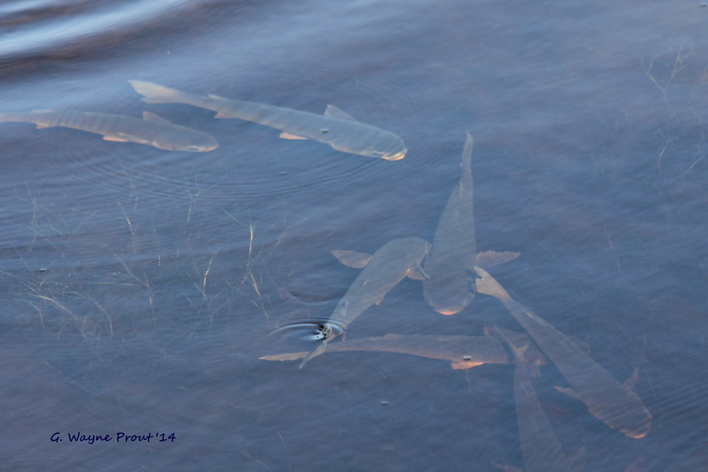 Catfish Coral Creek Cape Haze Pioneer Trail Catfish in… Flickr
