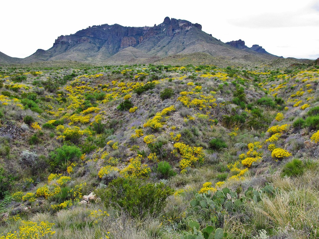 Big Bend National Park Wildflowers in bloom along Rio Gran… Flickr