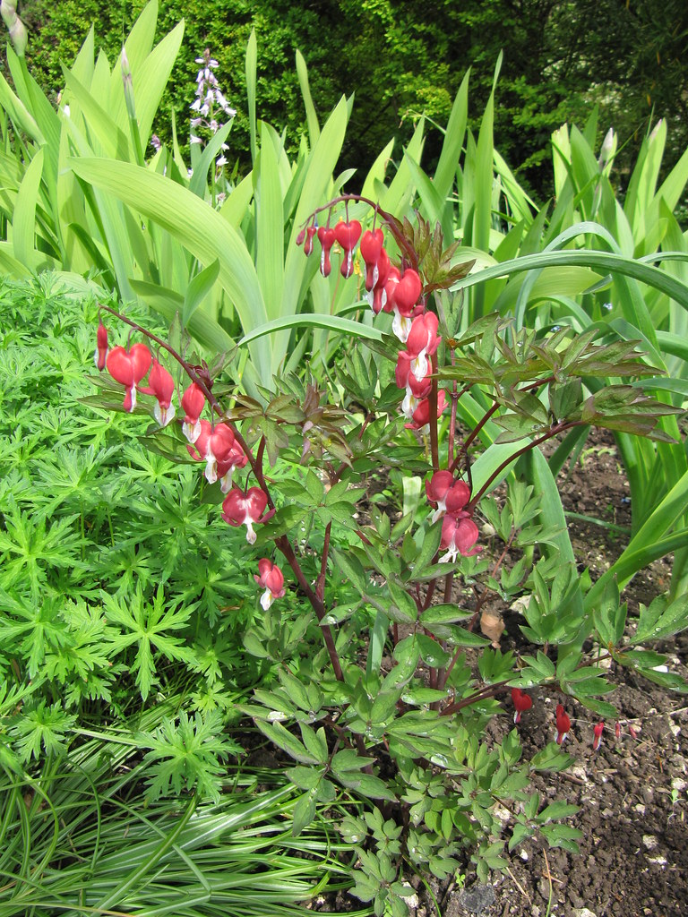 Dicentra spectabilis 'Valentine' Highdown Gardens, near Wo… Flickr