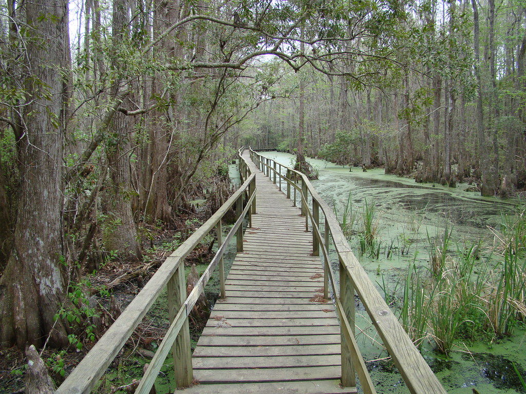 Santee Coastal WMA South Carolina David in the Lowcountry Flickr