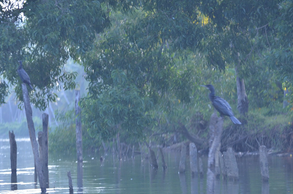 Cormorant Poovar Kerala South India ArulSelvan Dharmalingam