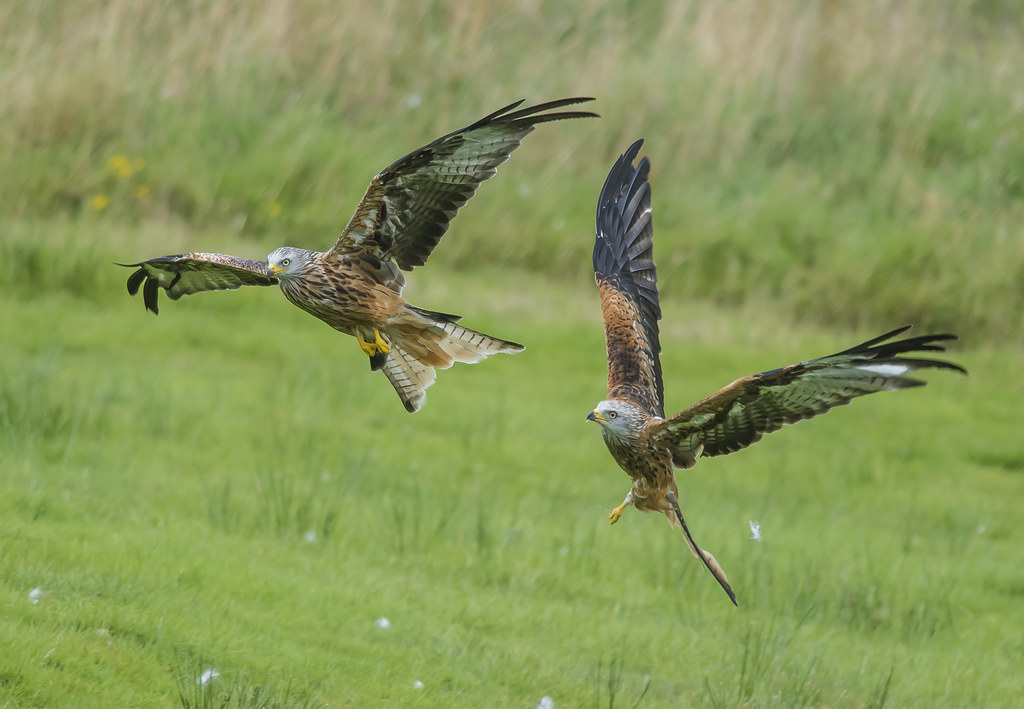 Red Kites, Mid Wales Red kites at Gigrin Farm Clive Flickr