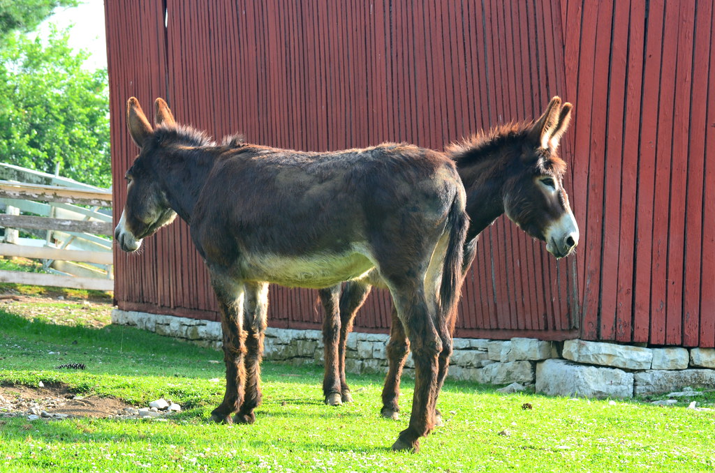 Shaker farm donkeys Heart of Kentucky Flickr