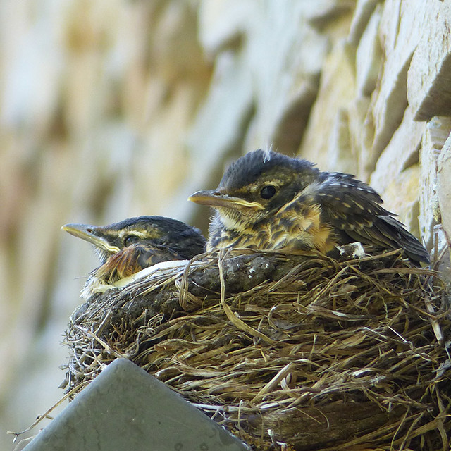 Baby robins Robin babies looking out from nest, High Park,… Flickr