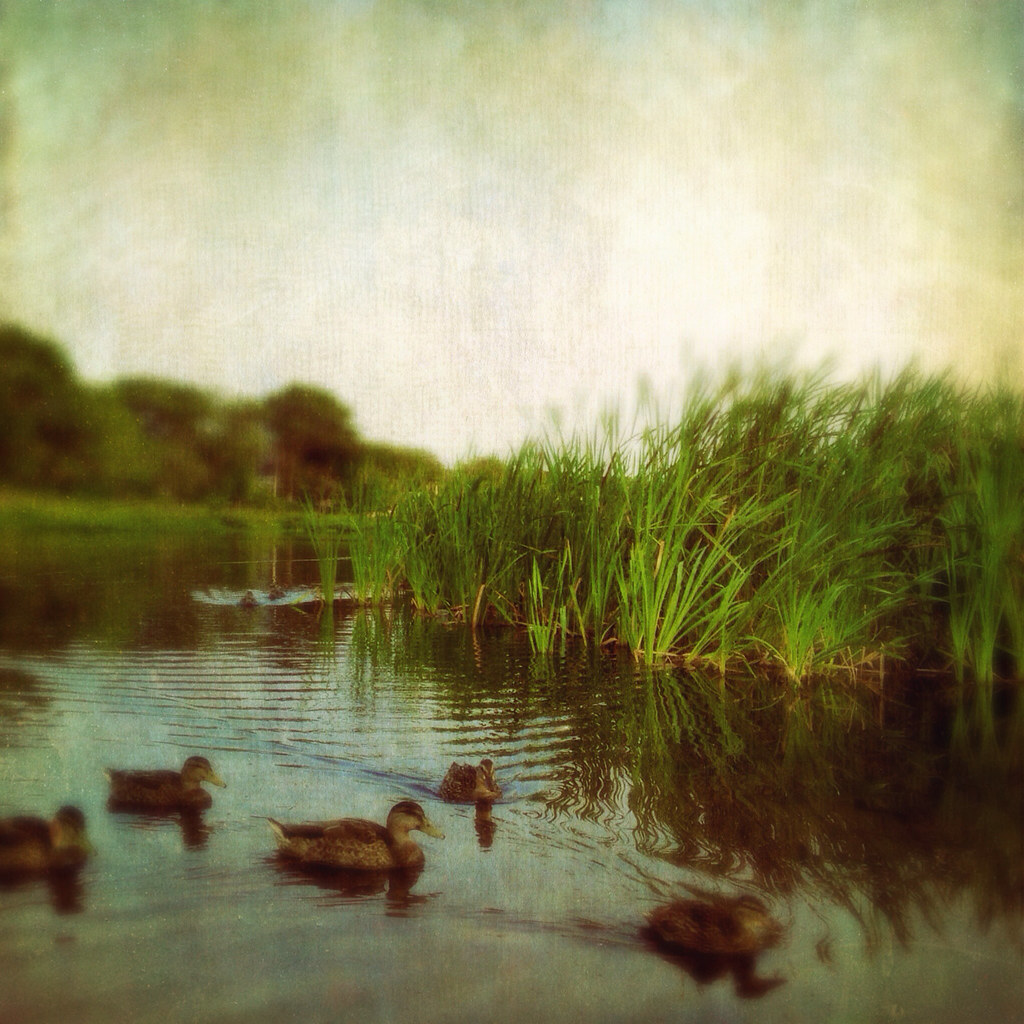 Duck Pond This is the lake out in front of our apartment. … Flickr