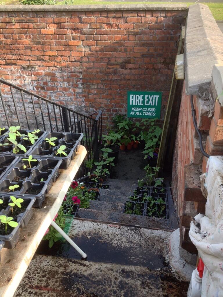 Hazlehurst Gardens Runcorn The Big Sunflower Project 2014 Flickr