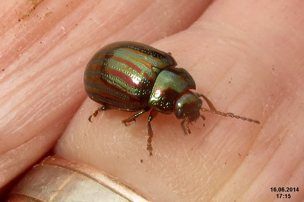 Rosemary leafbeetle (FG) Chrysolina americana mandelink… Flickr