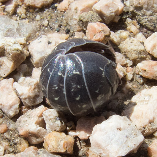 Мокрицаброненосец обыкновенная / Armadillidium vulgare / … Flickr