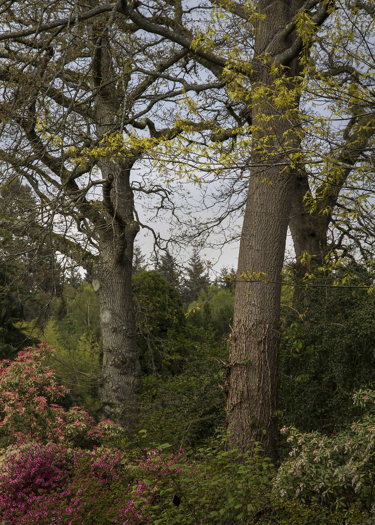 hillierstrees Macaroons Flickr