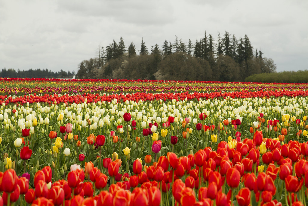 Woodburn Tulip Farm, Oregon Woodburn Tulip Garden, Oregon Flickr