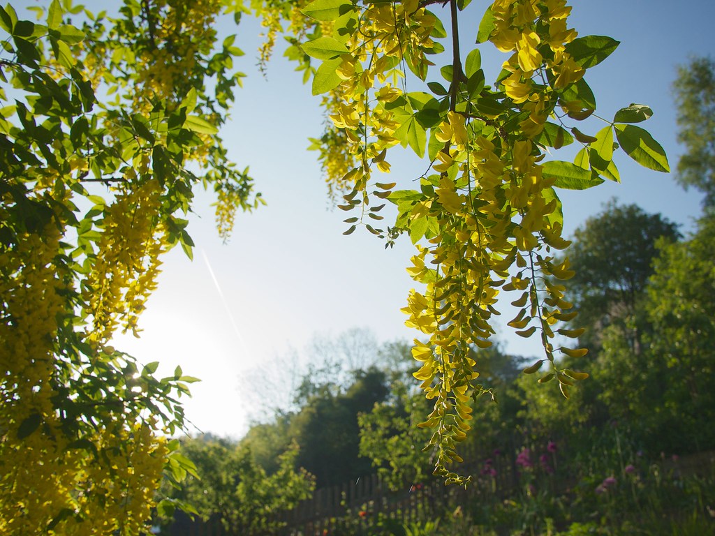 Laburnum (again) Chris Hawes Flickr