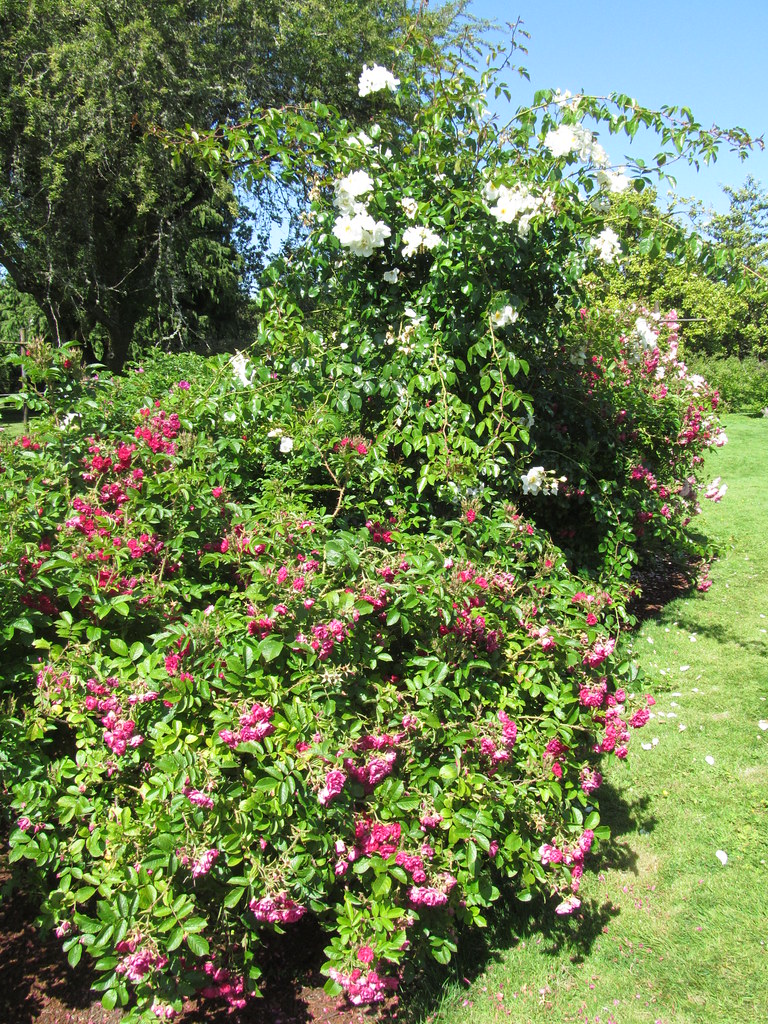 Bush Rose Garden Salem, Oregon Bush Rose Garden Salem,… Flickr