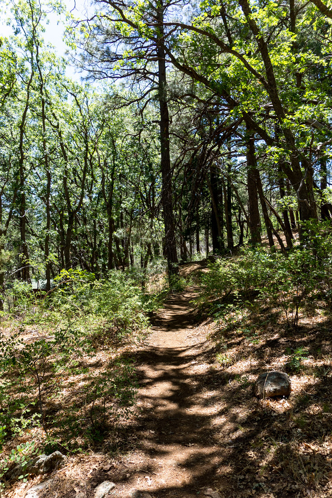Marshall Gulch Trail Hike Lemmon!