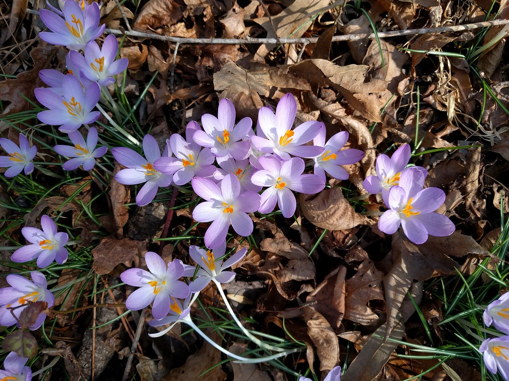 Flowers Next Door I photographed these beautiful wild flow… Flickr