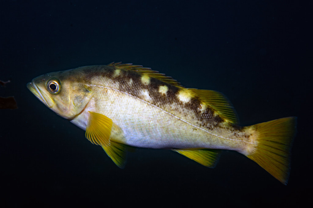 Sebastes serranoides, Olive rockfish Southern California Marine Life