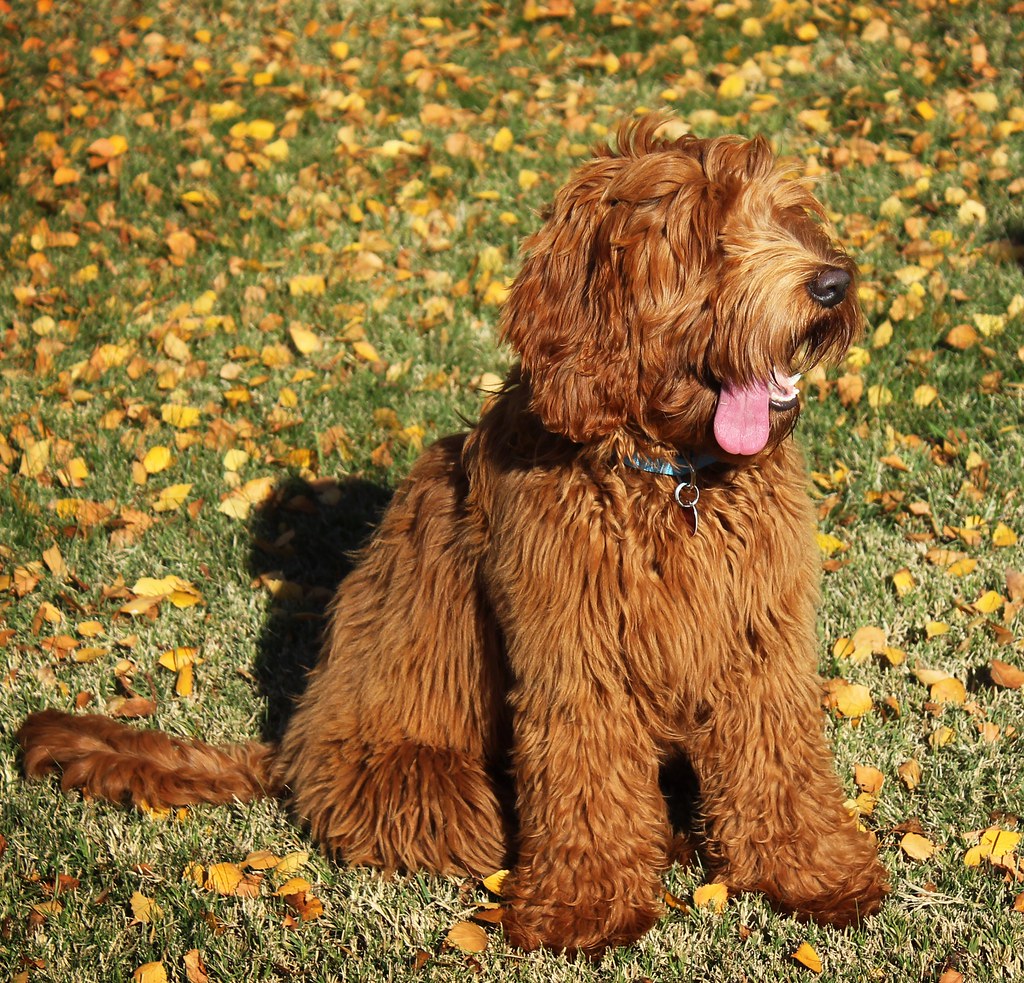 our red australian labradoodle puppy all grown up Angela St Onge Flickr