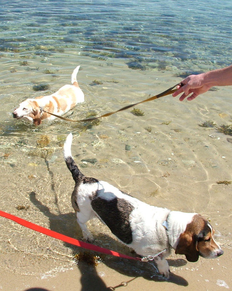 Dogs at Sea Taking a dip at Edgartown. Martha's Vineyard Kedza Flickr