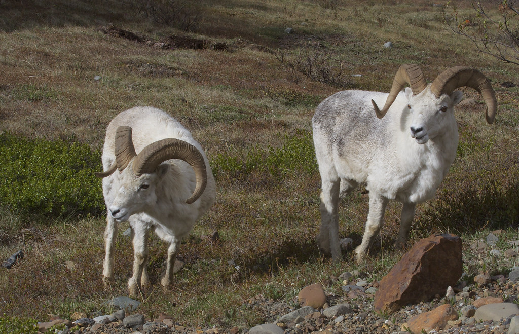Dall Sheep (Ovis dalli) These rams in Denali National Park… Flickr