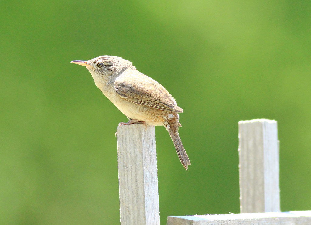 House Wren Afafalahmad22 Flickr
