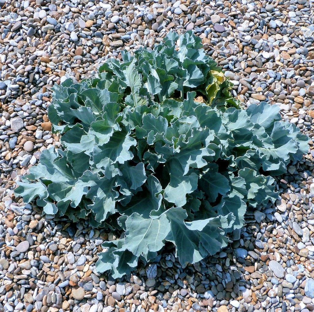 beach cabbage and it does taste like one too fewpictures4u Flickr