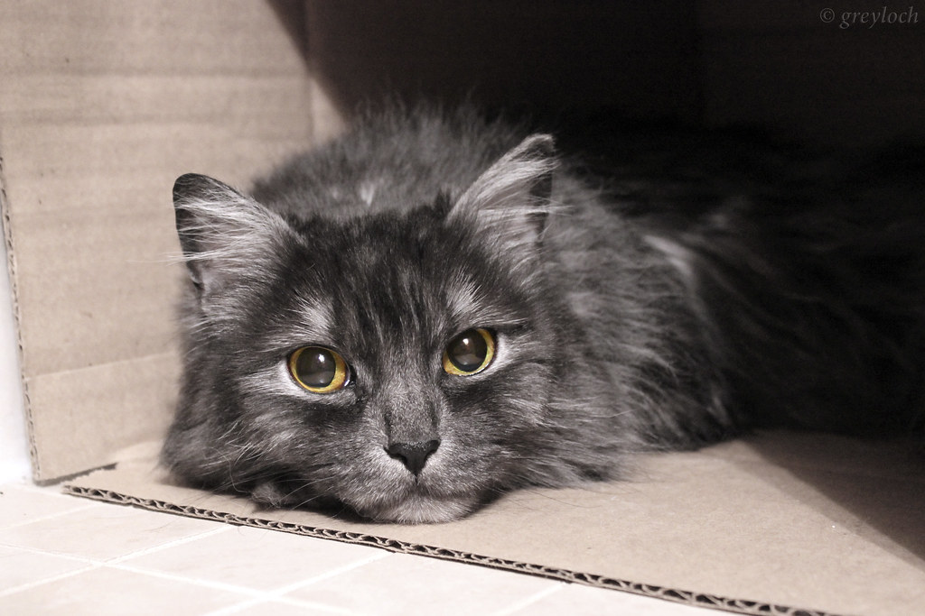 sad cat diary We were catsitting my motherinlaw's cat (… Flickr