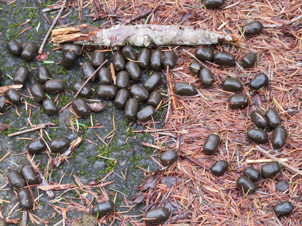 What Does Elk Poop Look Like AnimalsPick