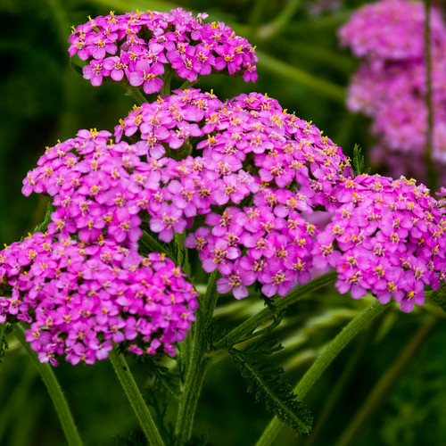 Pink yarrow flowers Wolves Wild